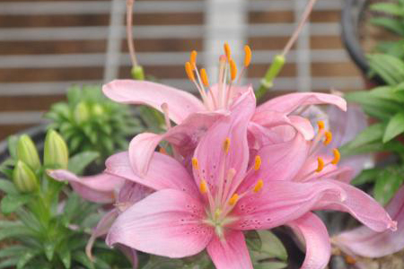 什么百合不可以吃，吃的百合开什么样的花？