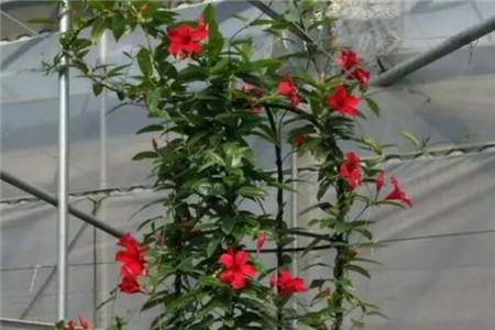 飘香藤的种植办法，爬多高？