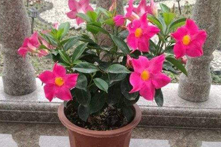 飘香藤的种植办法，爬多高？