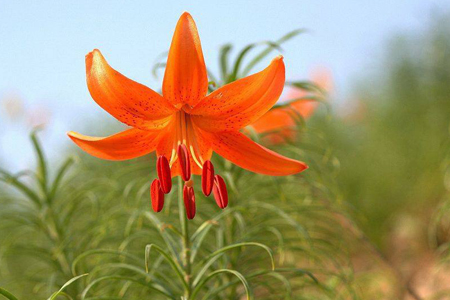 什么百合不可以吃，吃的百合开什么样的花？