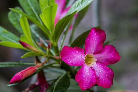 飘香藤热天怎么浇水，用多大盆栽合适？