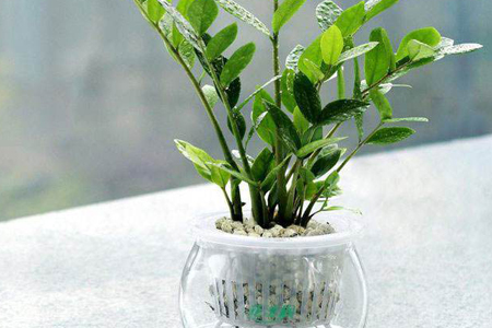金钱树浇什么水好,能浇阿司匹林吗?