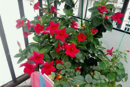 飘香藤长得快吗，可以活多少年？