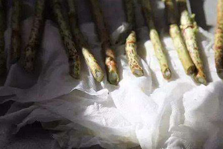 绣球花可以放在室内吗,怎么在花瓶里养?