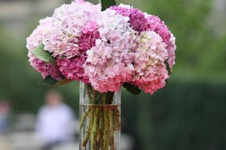 水养绣球花蔫了解决办法，可以怎么救活？