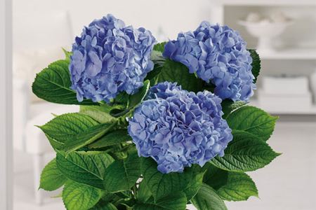 绣球花可以放在室内吗,怎么在花瓶里养?