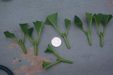 绣球花可以水培吗，怎么样水培生根？