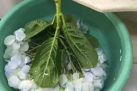 水养绣球花蔫了解决办法，可以怎么救活？