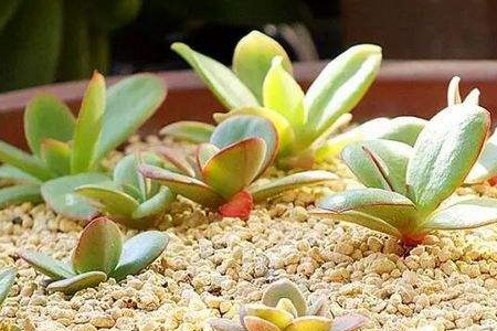 多肉的养殖办法,掉叶子是什么问题?