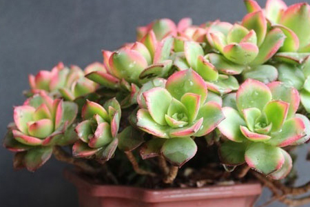 多肉的养殖办法,掉叶子是什么问题?