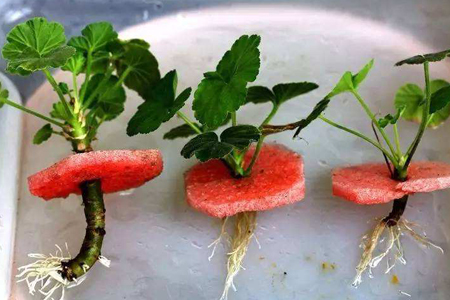 绣球花可以水培吗，怎么样水培生根？