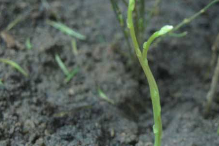 文竹怎么样繁殖，剪枝泡水能生根吗？