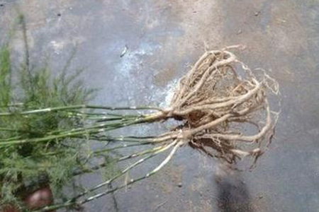 文竹怎么样繁殖，剪枝泡水能生根吗？