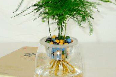 文竹怎么样繁殖，剪枝泡水能生根吗？