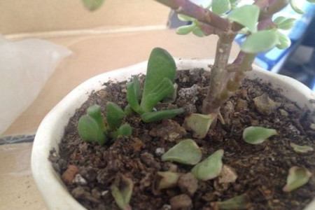 多肉的养殖办法,掉叶子是什么问题?