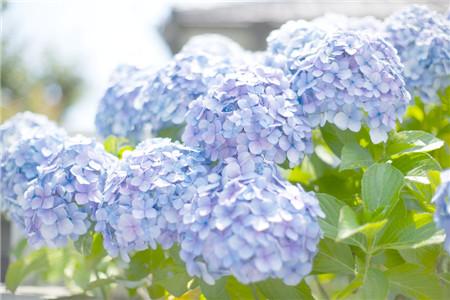 绣球花什么时候开花,可以放在客厅吗?