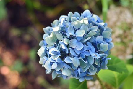 绣球花什么时候开花,可以放在客厅吗?