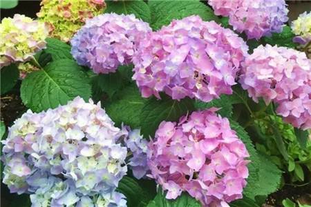 绣球花什么时候开花,可以放在客厅吗?