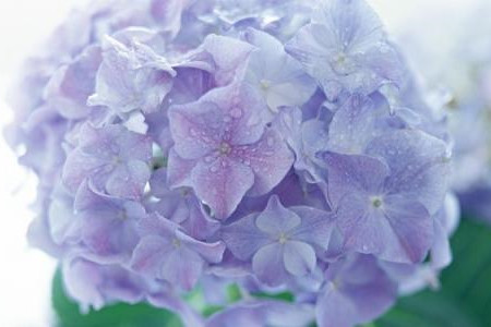 绣球花怎么种植，适合放在卧室吗？