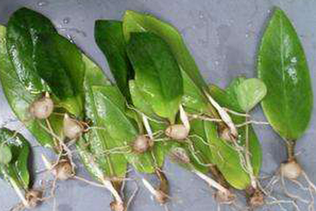 金钱树可以水养吗,烂根能救活吗?