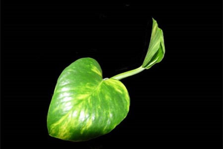 绿萝叶子放水里能活吗,一片叶子能发芽吗?