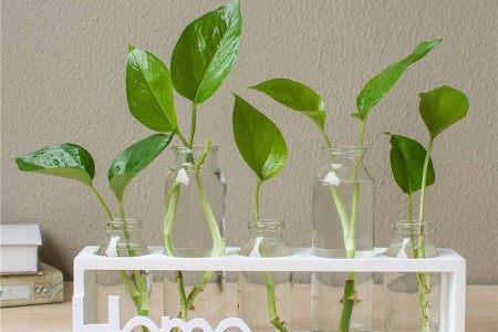 绿萝叶子放水里能活吗,一片叶子能发芽吗?