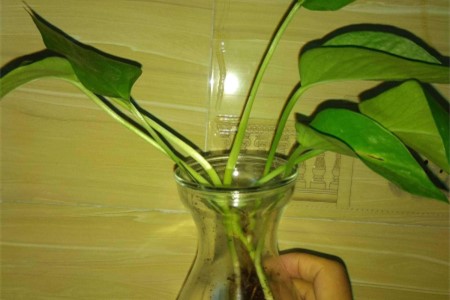 绿萝叶子放水里能活吗,一片叶子能发芽吗?