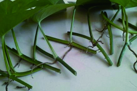 一片绿萝叶子能长根吗，能插活吗？