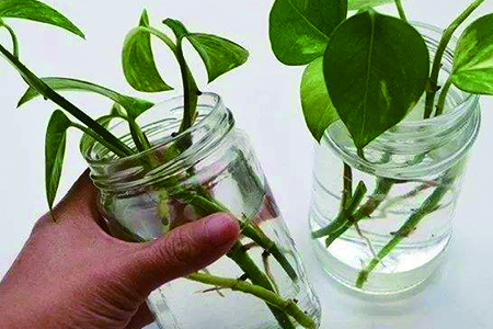 一片绿萝叶子能长根吗，能插活吗？