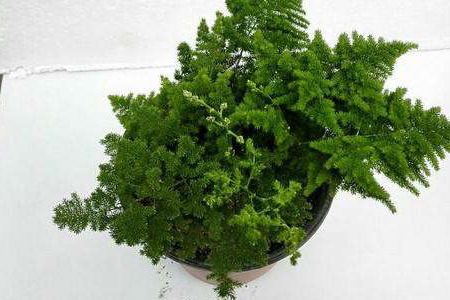 云竹盆景怎么种植，怎么种植才粗壮？