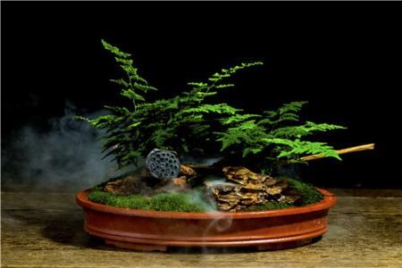 云竹盆景怎么种植，怎么种植才粗壮？