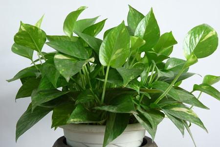 绿萝用什么盆养漂亮，大多数用多深的盆？