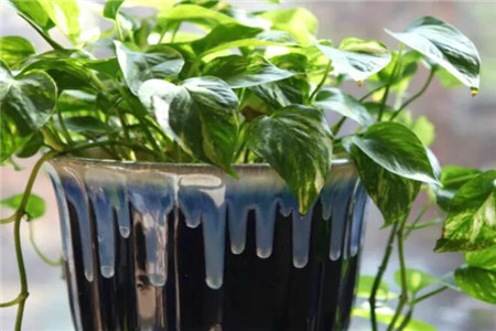 绿萝用什么盆养漂亮，大多数用多深的盆？