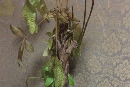 发财树死了还能活吗，锯掉根重新生根可以吗？