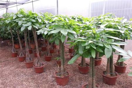 发财树死了还能活吗，锯掉根重新生根可以吗？