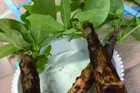 发财树死了还能活吗，锯掉根重新生根可以吗？