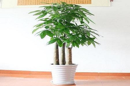 发财树怎么种植用什么盆（大发财树和小发财树不同）