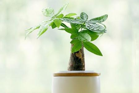 发财树怎么种植用什么盆（大发财树和小发财树不同）