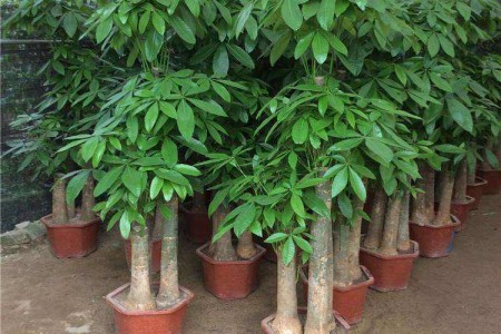 发财树怎么种植用什么盆（大发财树和小发财树不同）