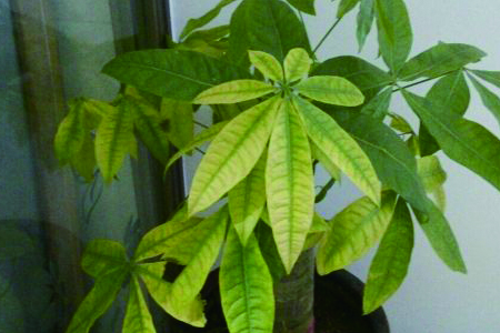 发财树叶子发黄、下垂、掉落、长斑解决办法？