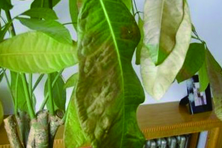 发财树叶子发黄、下垂、掉落、长斑解决办法？