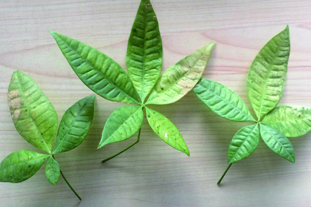 发财树叶子发黄、下垂、掉落、长斑解决办法？