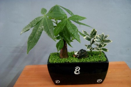 小盆的发财树怎么种植，良好的摆放位置是啥？