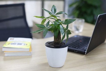 小盆的发财树怎么种植，良好的摆放位置是啥？