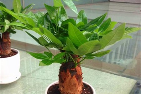 小发财树怎么种植才茂盛，怎么修剪枝叶？