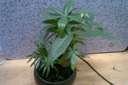 小发财树怎么种植才茂盛，怎么修剪枝叶？