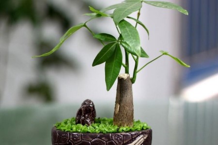 小发财树怎么种植才茂盛，怎么修剪枝叶？