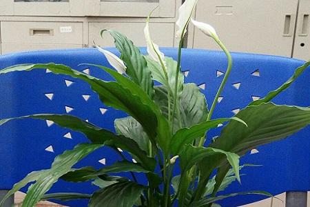 一帆风顺的救活办法