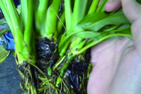 一帆风顺的救活办法