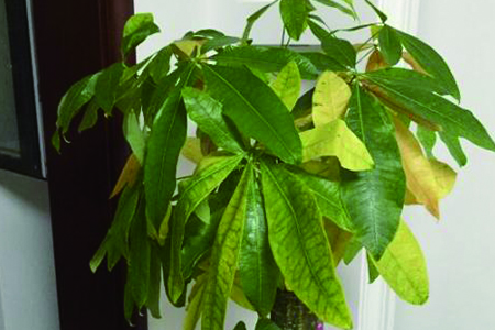 招财树叶子一碰就掉，怎么补救？